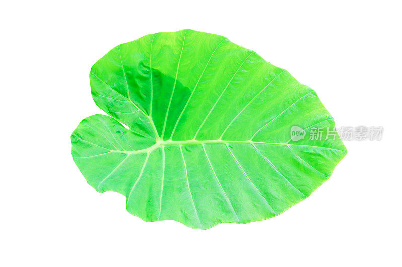 Caladium green leaf texture background isolated on white background and clipping path with copy space add text 'n(Colocasia esculenta (L.)Schott天南星科)